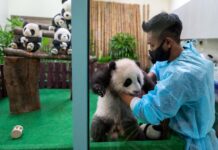 在马来西亚出生的第三只大熊猫宝宝首次公开亮相