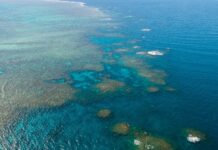 10年间全球逾万平方公里珊瑚礁消亡