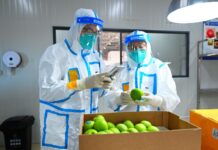 198千克法国苹果——第四届进博会迎来首批境外参展水果