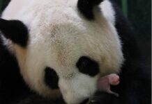 旅法大熊猫双胞胎获名“欢黎黎”和“圆嘟嘟”