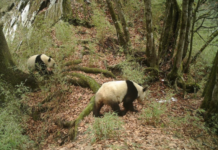 中国利用“熊脸”识别技术助力野生大熊猫保护