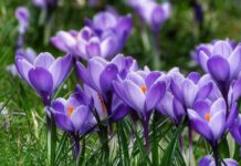 【周末闲聊】全球变暖:比利时的春天越来越早了