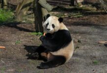 全球连线 | 熊猫“天宝”驻外延期 比利时粉丝高兴坏了