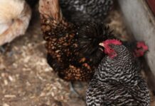 【禽流感】比利时疫情渐好,家禽也解封了。。