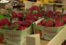 【收成好】多吃比利时的草莓吧,今年便宜又超甜!