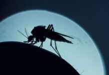 【天热防蚊】外来蚊子“入侵”比利时,花蚊子更吓人