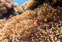 研究显示温室气体高排放或影响近九成海洋生物生存
