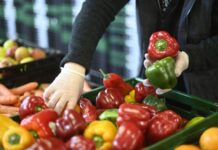 【周末闲聊】比利时人每周买蔬菜和水果的预算是多少?