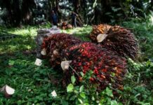 主产区降雨多 棕榈油价格恐继续上涨