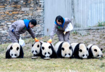 全球圈养大熊猫种群数量达到673只 十年增长近一倍