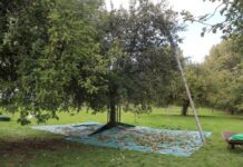 【范谈-专栏】 一不小心在比利时历史文化遗产里摘了一天苹果