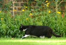 【比国生活妙招】如何摆脱花园里的野猫?