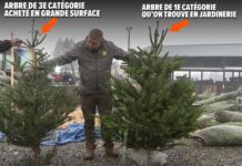 【置办年货】价格质量各有差异 如何选择圣诞树?