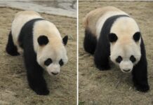 “大熊猫情缘”成就中比生物多样性合作佳话