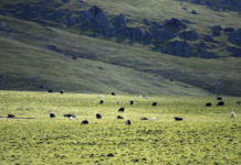 中国国家公园建设助力生物多样性保护