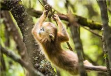 中国多个自然保护地入选世界自然保护联盟绿色名录