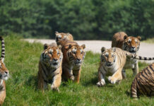 世界自然保护联盟高官:中国正在赢得自然保护的“世界杯”