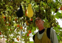 全球连线 | 在死海附近寻找生命的力量