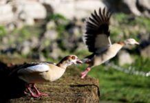 年均气温首超10摄氏度 2022年成为英国“最热一年”