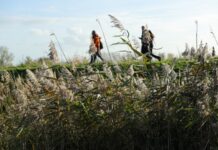 旧地图引发荷兰寻宝热