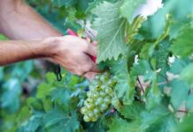 法国高温破纪录影响农业