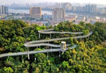 研究:提高城市树木覆盖率可大幅减少高温致死人数