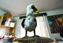 研究人员宣布打算利用基因技术复活渡渡鸟