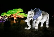 美国一动物园动物接连丢失 一名嫌疑人被捕