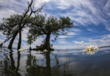 通讯:荷兰友人的中国情缘