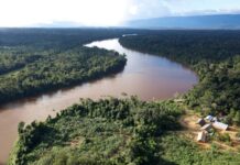 巴西将派军警驱逐雨林原住民保护区非法采矿者