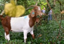 城市生活压力大?小羊助解压