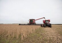 大旱持续 阿根廷大豆产量恐创历史新低