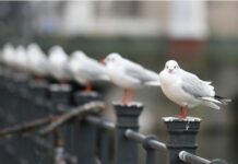 欧洲经历有记录以来第二暖冬