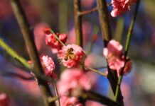 最新研究表明:蜜蜂需要从小学跳舞