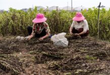 国际科研小组绘制出蚕豆基因组图谱