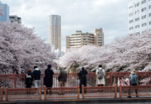 开花日平最早纪录 东京宣布进入樱花季