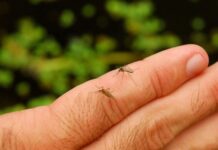 世卫警告气候变化加速蚊媒病传播