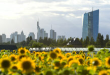 研究揭示向日葵花粉如何帮助熊蜂抵御寄生虫