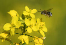 新研究:植物也能“说话”