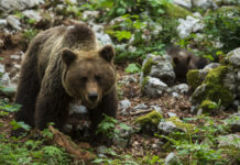 冬眠熊启发研究人员找到预防深静脉血栓新思路