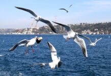 比利时小城举办海鸥叫声模仿赛