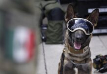 墨西哥搜救犬殉职 土耳其赠犬表感激