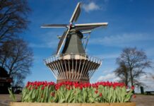 走进荷兰郁金香农庄
