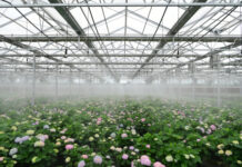 中国力争到2035年花卉年销售额超过7000亿元