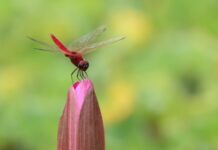 从昆虫翅膀获灵感 美国研发植入物智能抗菌涂层