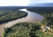 巴西亚马孙地区森林砍伐面积今年前4个月同比减少36%