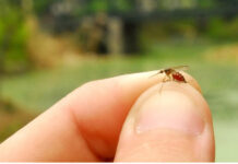 人体气味分子可远距离吸引蚊子