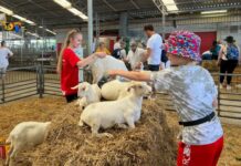 新西兰“羊人比”创新低