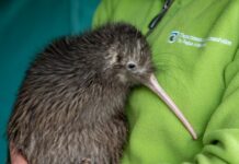 新西兰网民不满国鸟在美国被游客抚摸