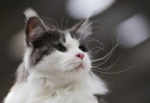 日本推出“猫咪疼痛检测器”应用程序